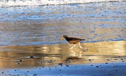 black oystercatcher thumbnail graphic